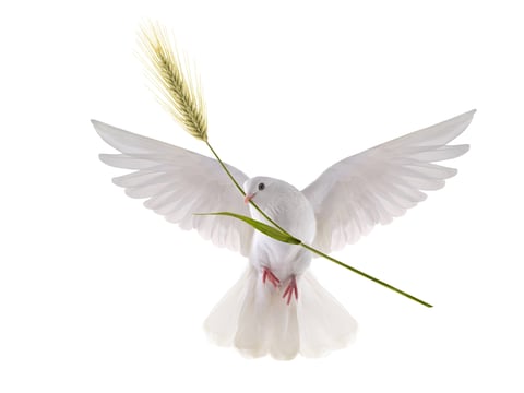 white dove with an ear of wheat in its beak is a symbol of peace and life. isolated on white background